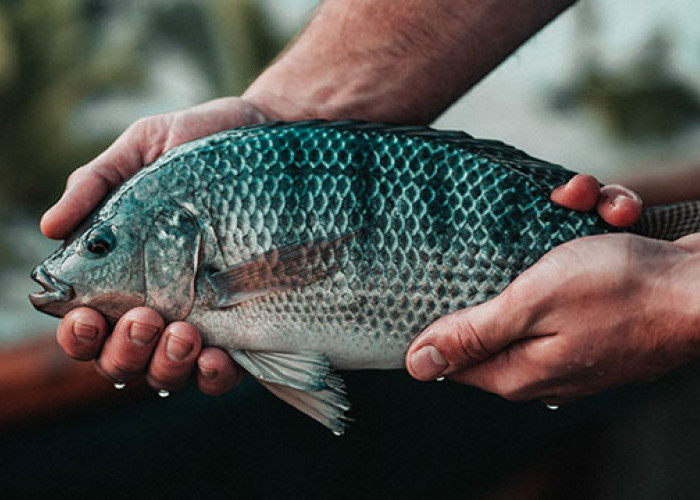 Selain Enak, Ternyata Ini Kandungan Gizi yang Ada di Ikan Nila