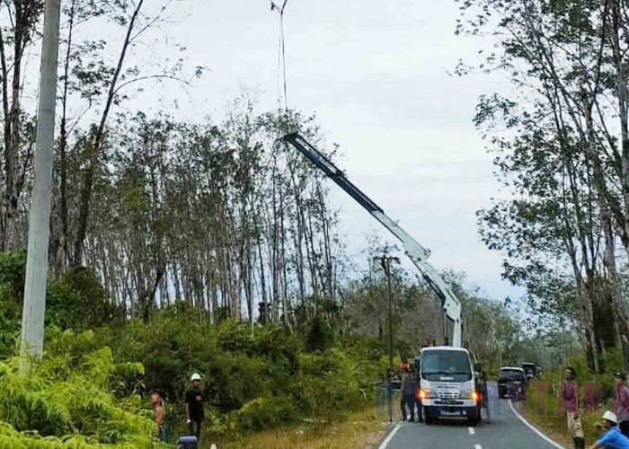 PLN Minta Kades Bantu Izin Tumbangkan Pohon Karet