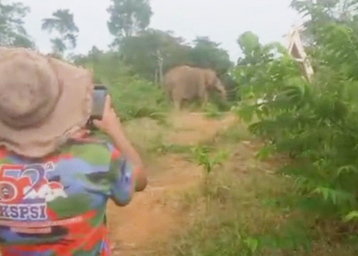 Video Masyarakat Halau Gajah Beredar, BKSDA Sebut Habitat Gajah