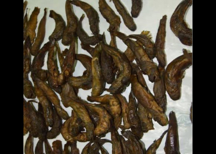 Mengenal Ikan Mungkus, Kuliner khas Bengkulu yang Melimpah di Laut Kaur dan Mukomuko