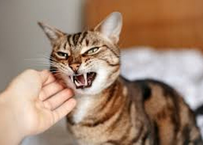 Ini Penjelasan dalam Al Quran, Jika Seseorang Menabrak Kucing Sampai Mati