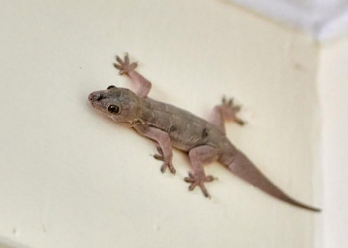 5 Bahan Dapur Pengusir Cicak, Dijamin Cicak Benci Aromanya