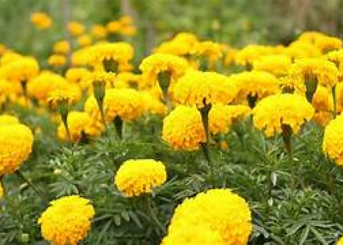 Tanaman yang Wajib Ada di Pekarangan Rumah, Karena Bisa Membantu Mengusir Nyamuk