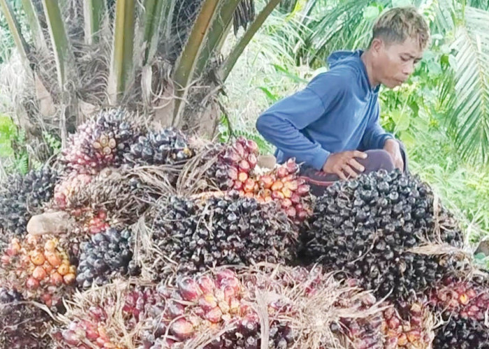 Ultimatum Wakil Gubernur Tak Digubris, Harga Sawit Masih Terpuruk