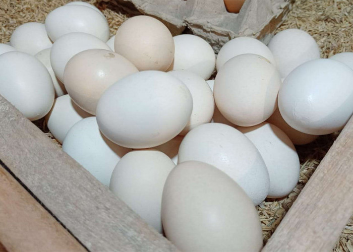 Temukan Manfaat Yang Tidak Terduga Dari Konsumsi Telur Ayam Kampung Bagi Kesehatan, Ada Juga Manfaatnya Bagi P