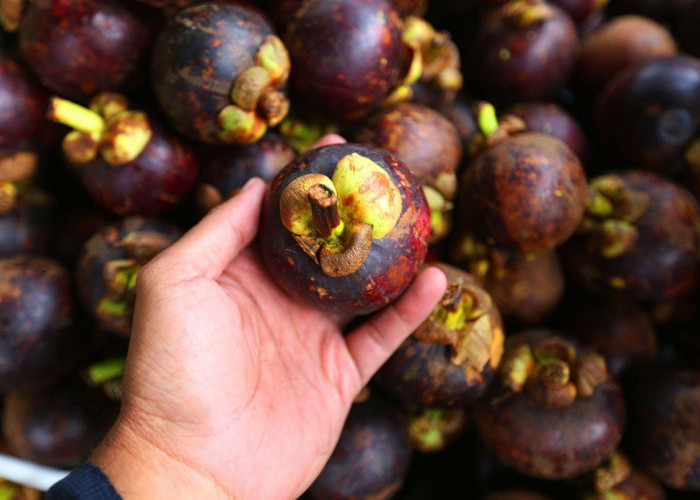 Jika Alami Masalah Kesehatan, Sebaiknya Hindari Makan Buah Manggis