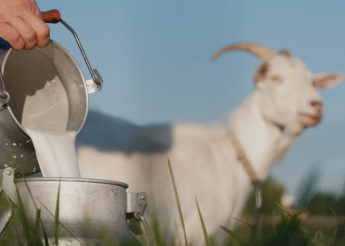 Jangan Dilewatkan, Nikmati Manfaat Konsumsi Susu Kambing Bagi Kesehatan Tubuh