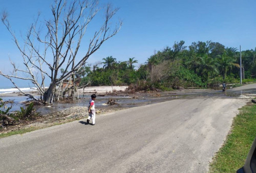 Resiko Besar Mengintai, Camat Berharap Abrasi di Pesisir Pantai Urai Segera Ditangani