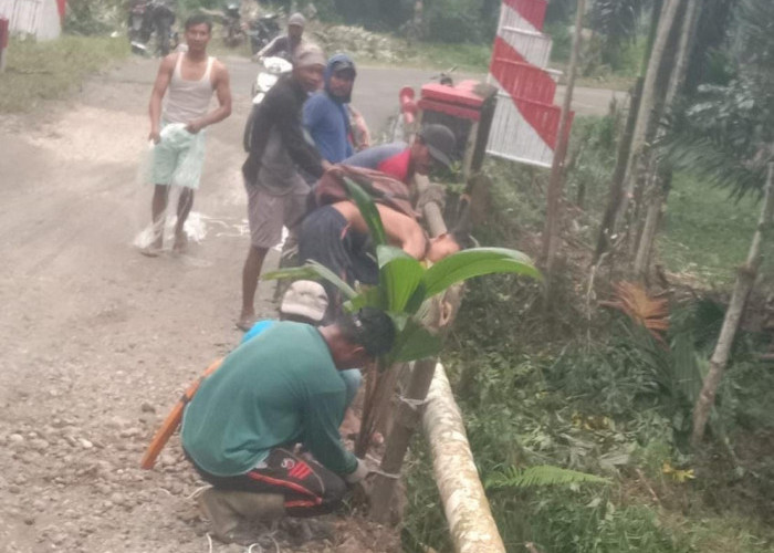 Warga Desa Karya Jaya Malah Gotong Royong Tanami Jembatan dengan Pohon Kelapa dan Pinang