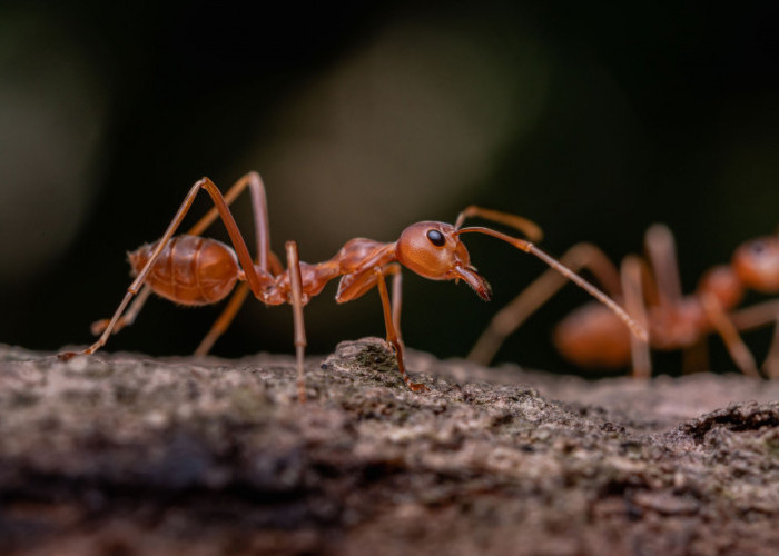 Semut Bisa Hidup Hingga 30 Tahun, Ternyata Ini Sebabnya 