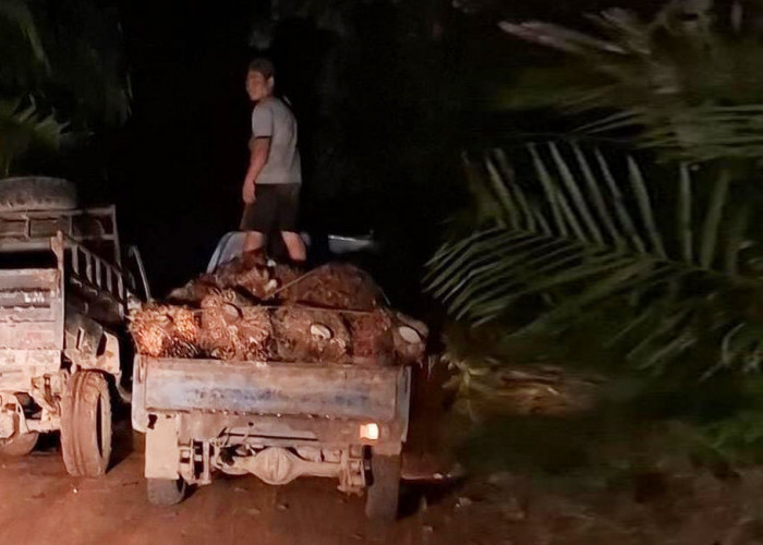 Aktivitas Panen Sawit Ilegal di Area Ops Merah Putih, Kinerja Satgas Gakkumhut Disorot