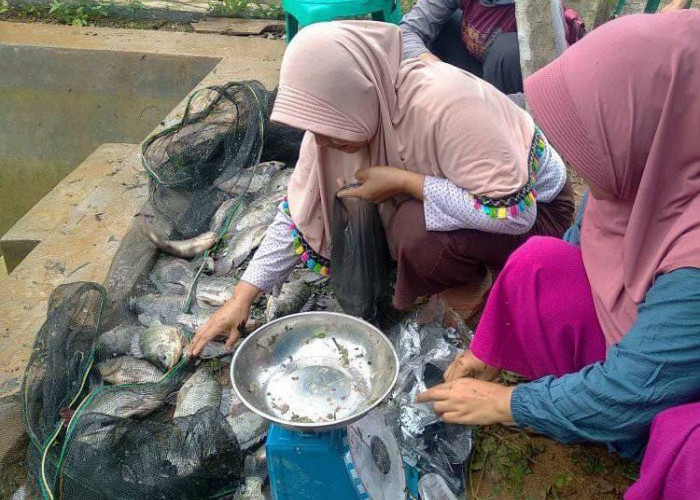 Program Ketahanan Pangan, Pemdes Suka Mulya Bagikan Ikan Gratis kepada Masyarakat