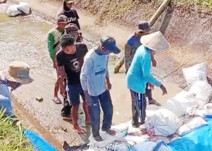 Saluran Induk BPS 7 Rawa Mulya Kembali Normal, Sawah Warga Terhindar dari Kekeringan