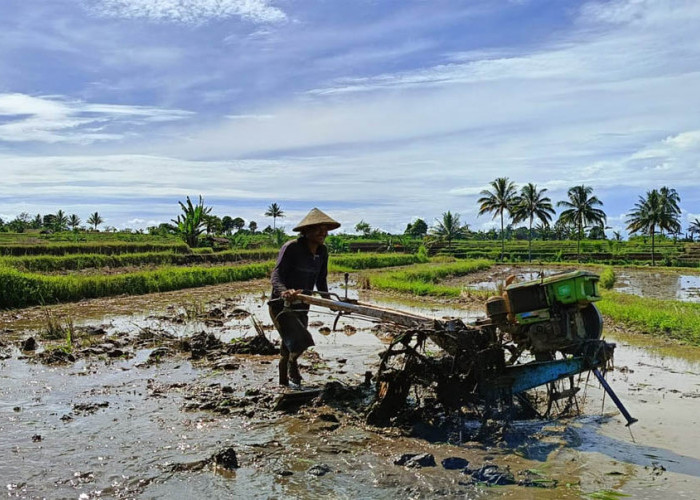 Kejar Target Swasembada Beras, Pemkab Bengkulu Utara Tanam Padi 7.400 Hektare