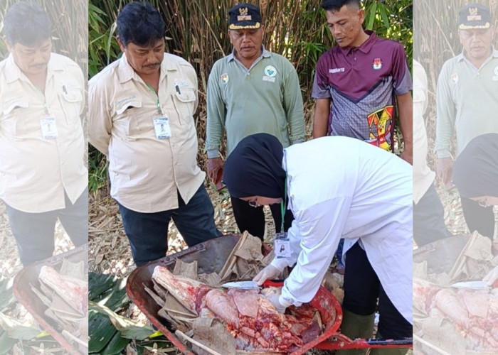 Hasil Pemeriksaan, Seluruh Daging Kurban Sehat dan Layak Dikonsumsi