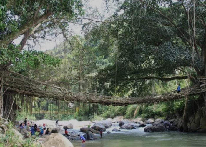 Berusia Lebih dari 100 Tahun, Jembatan Akar Painan Dipercaya Bisa Mendekatkan Jodoh