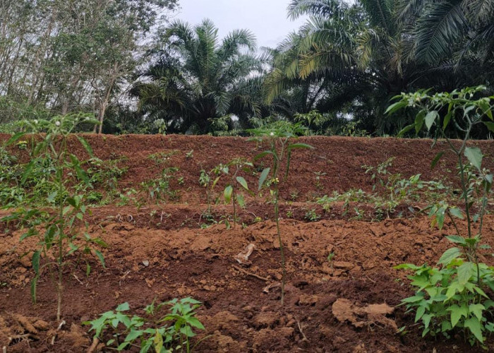 Di Bengkulu Utara, Petani Keluhkan Penyaluran Pupuk Subsidi Tidak Merata