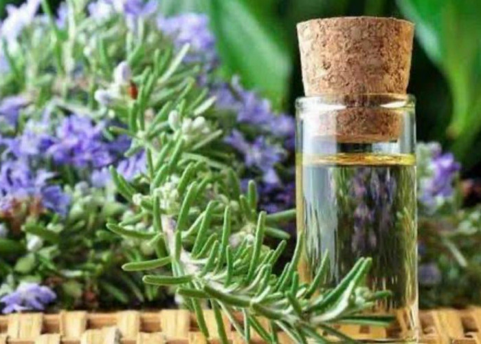 Sering Dipakai Sebagai Bahan Aromaterapi, Ternyata Ini Manfaat Minyak Rosemary untuk Alis dan Bulu Mata