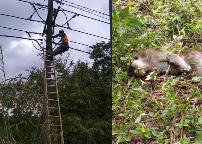 Update Gangguan Listrik Jalur Lebong, Begini Kata PLN Arga Makmur