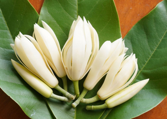 Khasiat dan Kegunaan Bunga Kantil dalam Dunia Spiritual, Diantaranya Mendeteksi Gangguan Ilmu Hitam