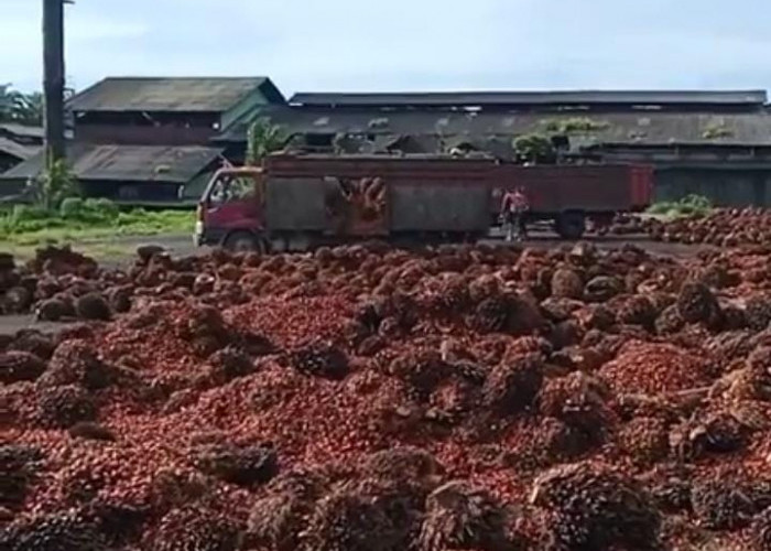 Tunggu Hasil Keputusan, Portal Jalan ke Pabrik PT Agricinal Sudah Dibuka, tapi Batas Hari Senin Pagi