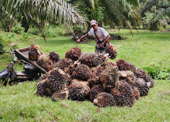 Harga Resmi Tak Sampai ke Petani, Minta Sanksi Tegas PKS Permainkan Harga TBS