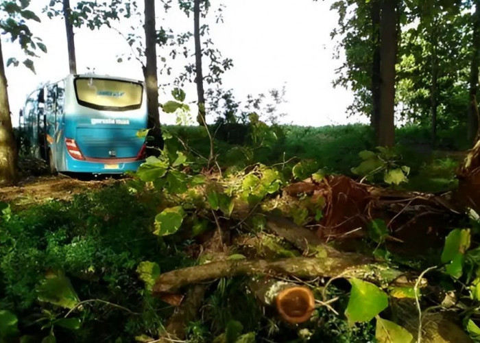 Punya Jalur Gaib, Misteri Hutan Blora Sesatkan Bus Sampai ke Tengah Hutan 