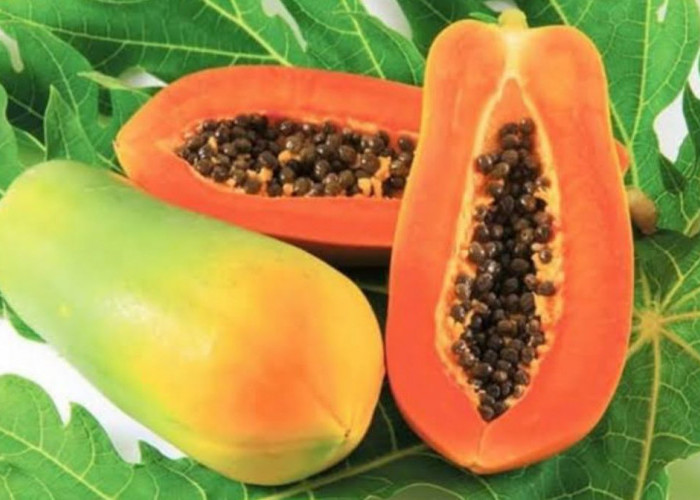 Rekomendasi Tanaman Buah yang Mudah Dirawat dan Cepat Panen untuk Kebun Pribadi