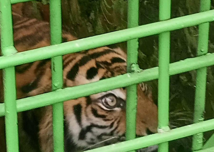 Diduga Alami Luka Jerat, Seekor Harimau Sumatera Dievakuasi ke PLG Sebelat, Begini Penampakannya
