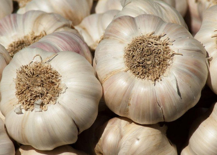 Bukan Sekedar Bumbu Dapur, Namun Bawang Putih Ternyata Memiliki Banyak Manfaat untuk Kesehatan