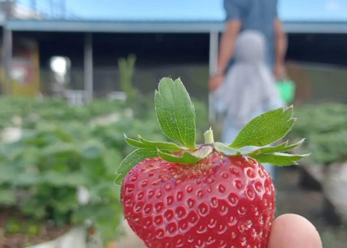 Selain Kaya Manfaat untuk Kesehatan, Ternyata Buah Strawberry Sudah Ada sejak Abad 18 di Eropa