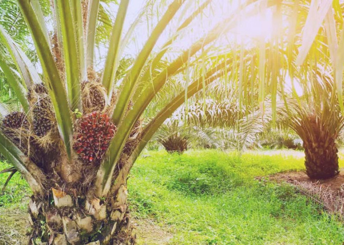 Kenapa Varietas Simalungun Jadi Pilihan Petani Sawit Bengkulu? Cek Faktanya 