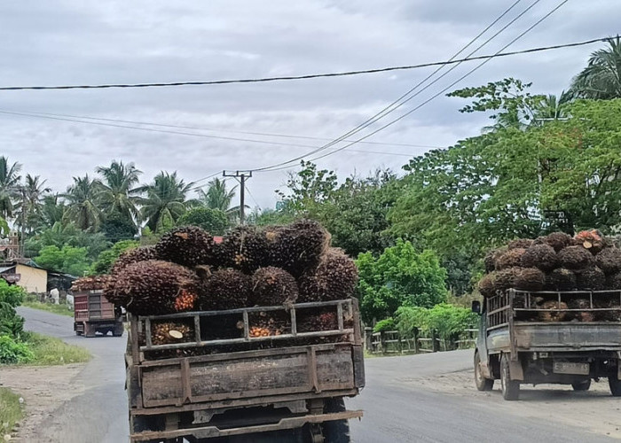 PKS Belum Patuhi Ketetapan Harga TBS, Dewam Minta Terapkan Sanksi Tegas! 