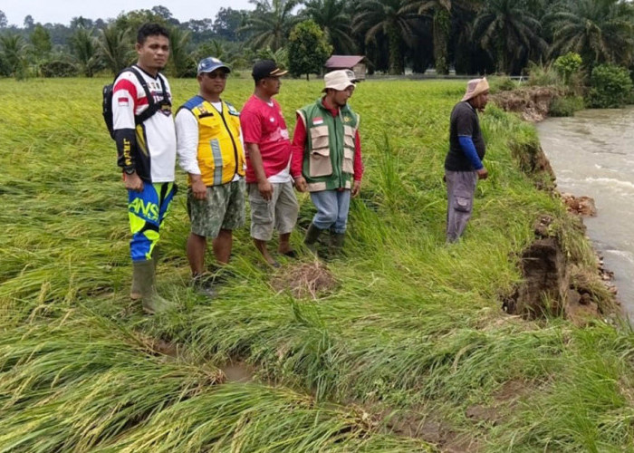 12 Hektare Padi Siap Panen di Resno Rusak Diterjang Banjir