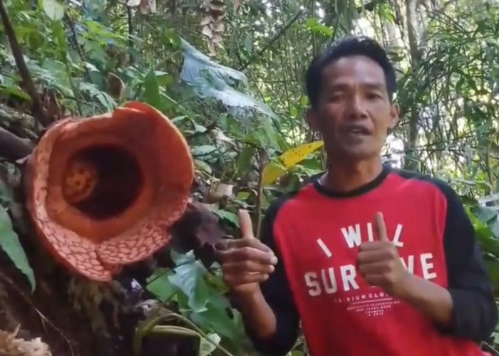 Mekar Sempurna, Hari Ini Dibuka Untuk Pengunjung Bunga Rafflesia Kemumu