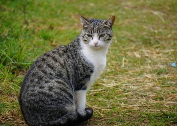 Benarkah Pelihara Kucing Bikin Susah Hamil, Mitos atau Fakta?