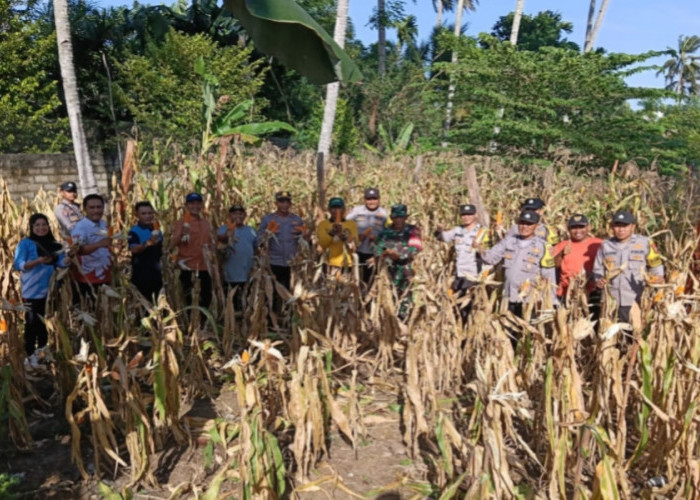 Sinergi Desa Kota Bani-Polsek, Program Ketahanan Pangan Jagung Memasuki Masa Panen