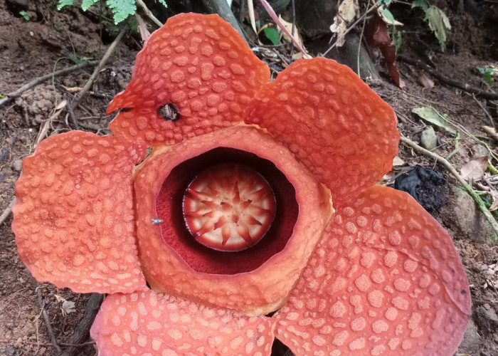 Bunga Rafflesia Gadutensis Mekar di Palak Siring Kemumu, Bengkulu Utara 