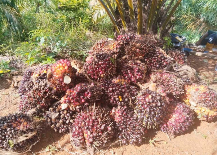 Harga Sawit Naik, Petani di Mukomuko Kembali Sumringah