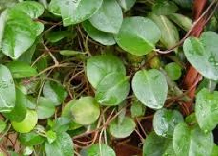 Sudah Terbukti, Daun Binahong Bisa Bikin Wajah Jadi Glowing Alami, Engga Perlu Pake Filter Lagi