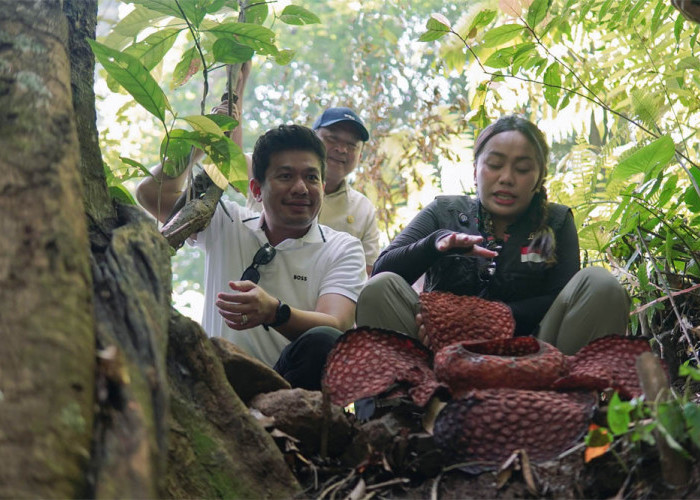 Masuk Radar Nasional, Utusan Khusus Presiden Kunjungi Spot Bunga Rafflesia Kemumu