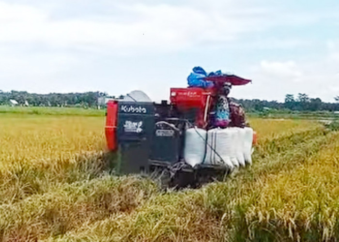 Petani di Sumber Makmur Panen Perdana Padi Sawah 2026