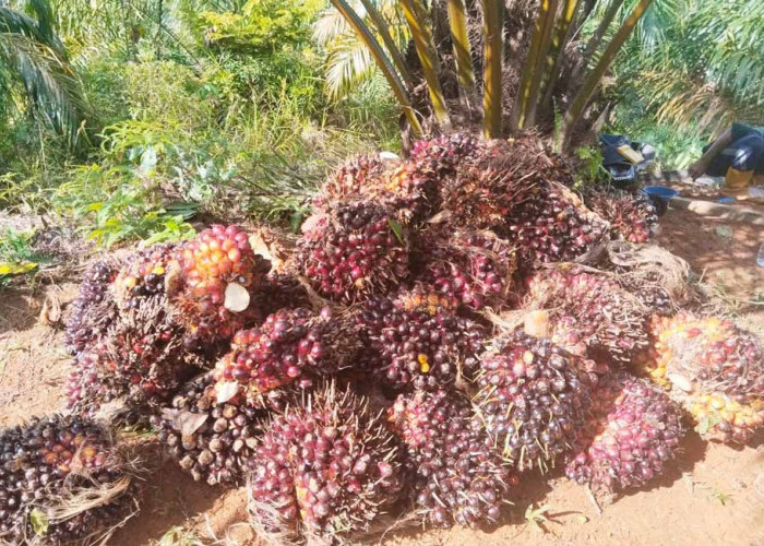 Harga TBS Petani Tertekan, Selisih dengan Pabrik Capai Rp300 per Kilogram