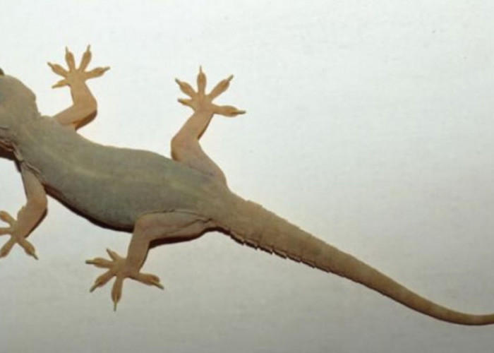 Kumpulan Doa Mengusir Cicak dalam Islam