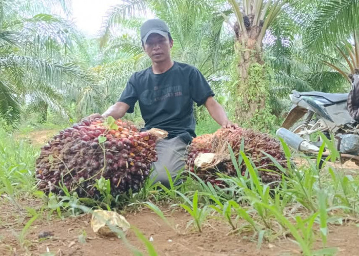 Usai Lebaran Harga Sawit Masih Bertahan di Atas Rp 3.000 per Kg