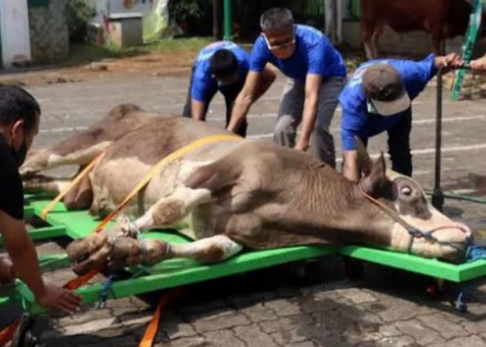 Pelatihan Juru Sembelih Tertunda, Pemkab Mukomuko Terkendala Anggaran