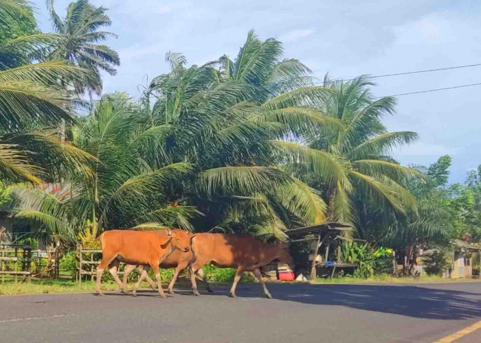 Di Air Napal, Hewan Ternak Masih Berkeliaran di Jalan 