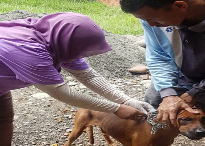 Dinas Pertanian Siapkan Skema Kebiri Atasi Anjing Liar di Mukomuko
