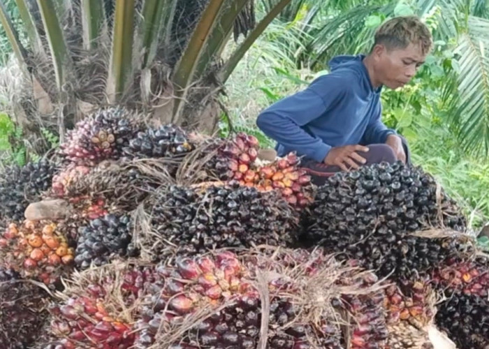 Potongan Tinggi, Petani Sawit di XIV Koto Makin Tertekan