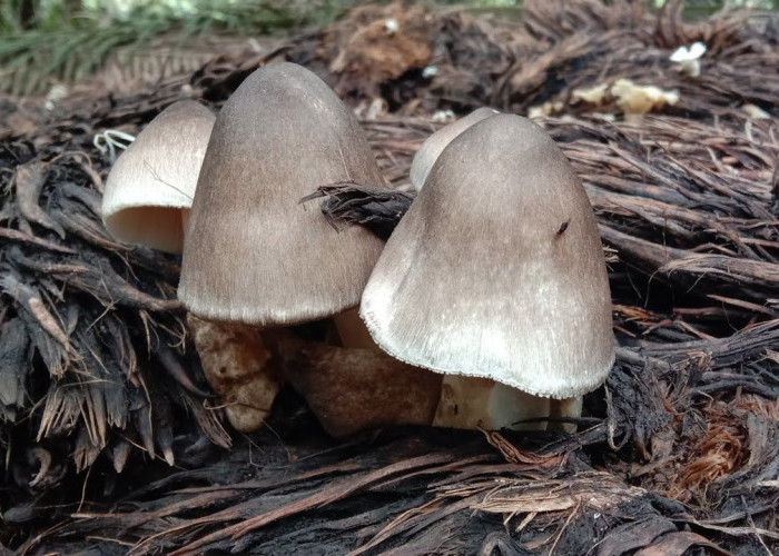 Ingin Sajian yang Berbeda Saat Lebaran, Mungkin Kamu Bisa Mencoba Olahan Jamur Sawit